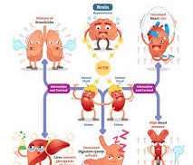 Understanding Suprarenal Cortex Diseases and How to Manage Them Naturally and Medically Understanding Suprarenal Cortex Diseases and How to Manage Them Naturally and Medically